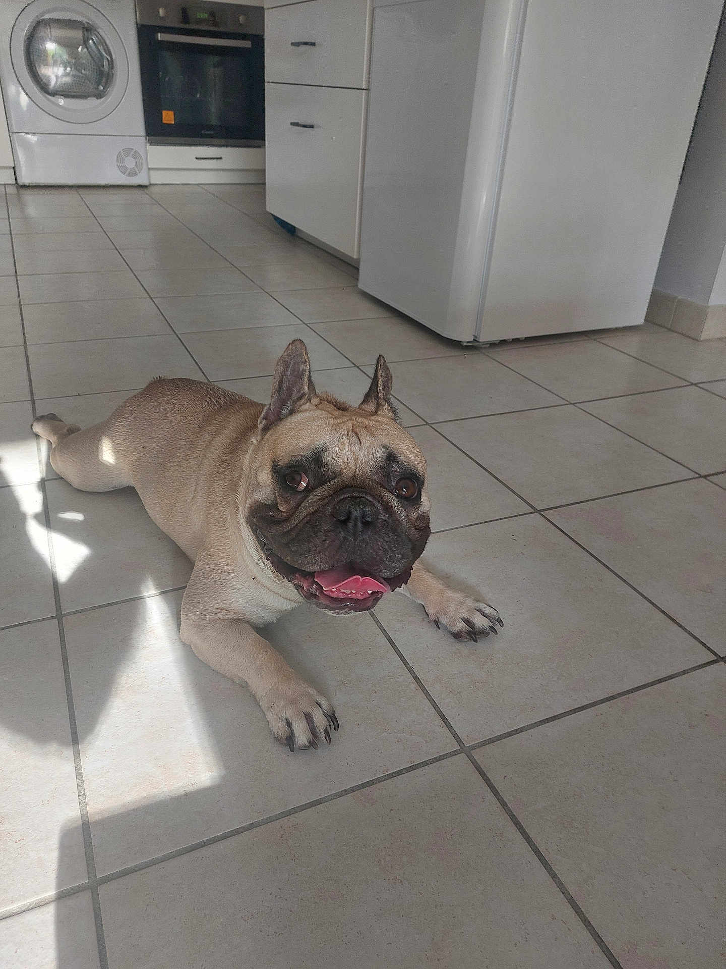 Ursulle a rejoint le concours — aidez-le/la à gagner de superbes lots ! animal, appliance, brown_dog, companion, dog, domestic, floor_tiles, french_bulldog, fridge, happy, indoor, kitchen, laying_down, oven, pet, shadow, short_hair, tile_floor, tongue_out, washing_machine