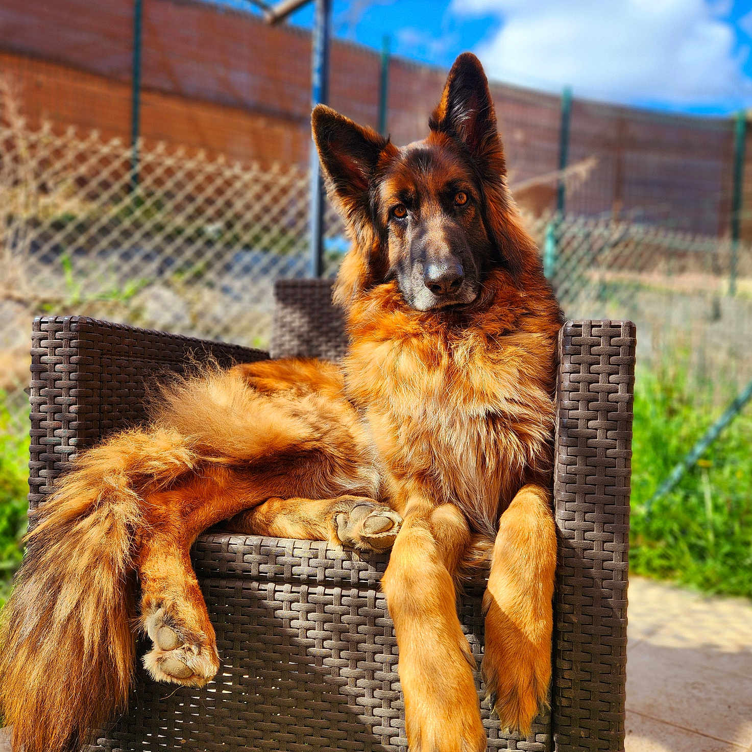 Poumba a rejoint le concours — aidez-le/la à gagner de superbes lots ! animal, canine, chair, dog, dogbed, furniture, germanshepherd, machine, pet, policedog, puppy, racket, sport, tennis, tennisracket, wheel
