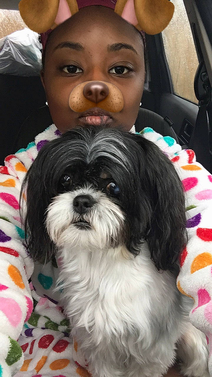 Cookie joined the competition — help win amazing prizes! bolonka, canidae, carnivore, chinese_imperial_dog, companion_dog, dog, dog_breed, havanese, kyi_leo, lowchen, mal_shi, maltepoo, mammal, morkie, pekapoo, puppy, shih_poo, shih_tzu, snout, vertebrate