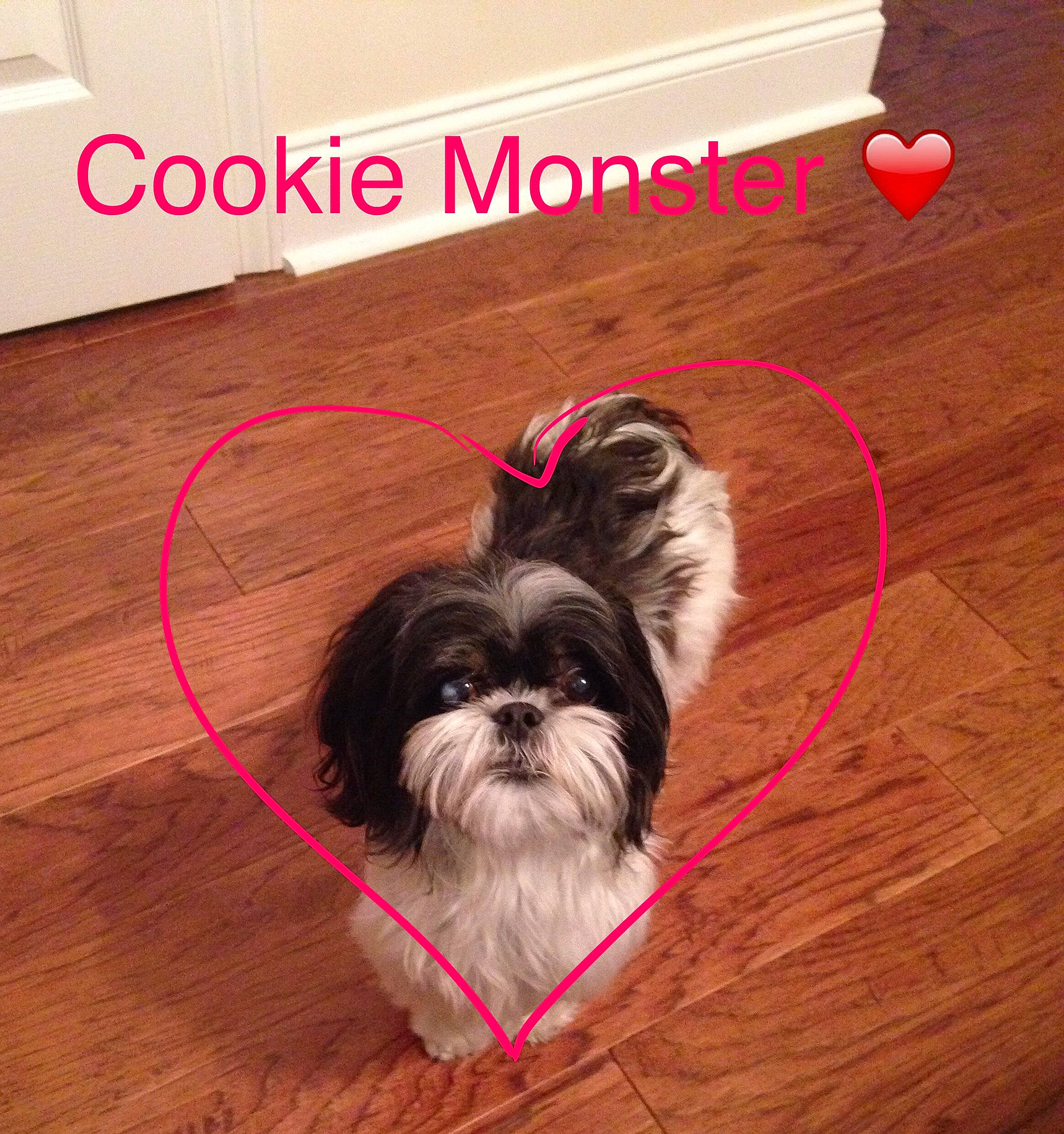 Cookie joined the competition — help win amazing prizes! canidae, carnivore, chinese_imperial_dog, companion_dog, dog, dog_breed, floor, flooring, havanese, lhasa_apso, liver, lowchen, mammal, morkie, non_sporting_group, puppy, shih_tzu, snout, sporting_group, toy_dog