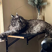 Zeus is registered to the contest to win money with this photo: cat, gray_cat, fluffy_cat, indoor, shelf, window, sunlight, furniture, decor, plant, vase, pine_branch, relaxed, sleeping_cat, pet, home, cozy, feline, stretching, resting
