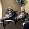 cat, gray_cat, fluffy_cat, indoor, shelf, window, sunlight, furniture, decor, plant, vase, pine_branch, relaxed, sleeping_cat, pet, home, cozy, feline, stretching, resting
