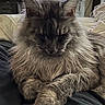 Zeus is registered to the contest to win money with this photo: cat, fluffy, gray, sleeping, pet, animal, indoor, bed, cozy, fur, ears, whiskers, resting, cute, mammal, portrait, relaxed, closeup, feline, domestic