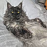 Zeus is registered to the contest to win money with this photo: cat, fluffy, gray, yellow_eyes, pet, animal, indoor, resting, blanket, fur, whiskers, cute, relaxed, mammal, portrait, feline, cozy, bed, close_up, laying_down