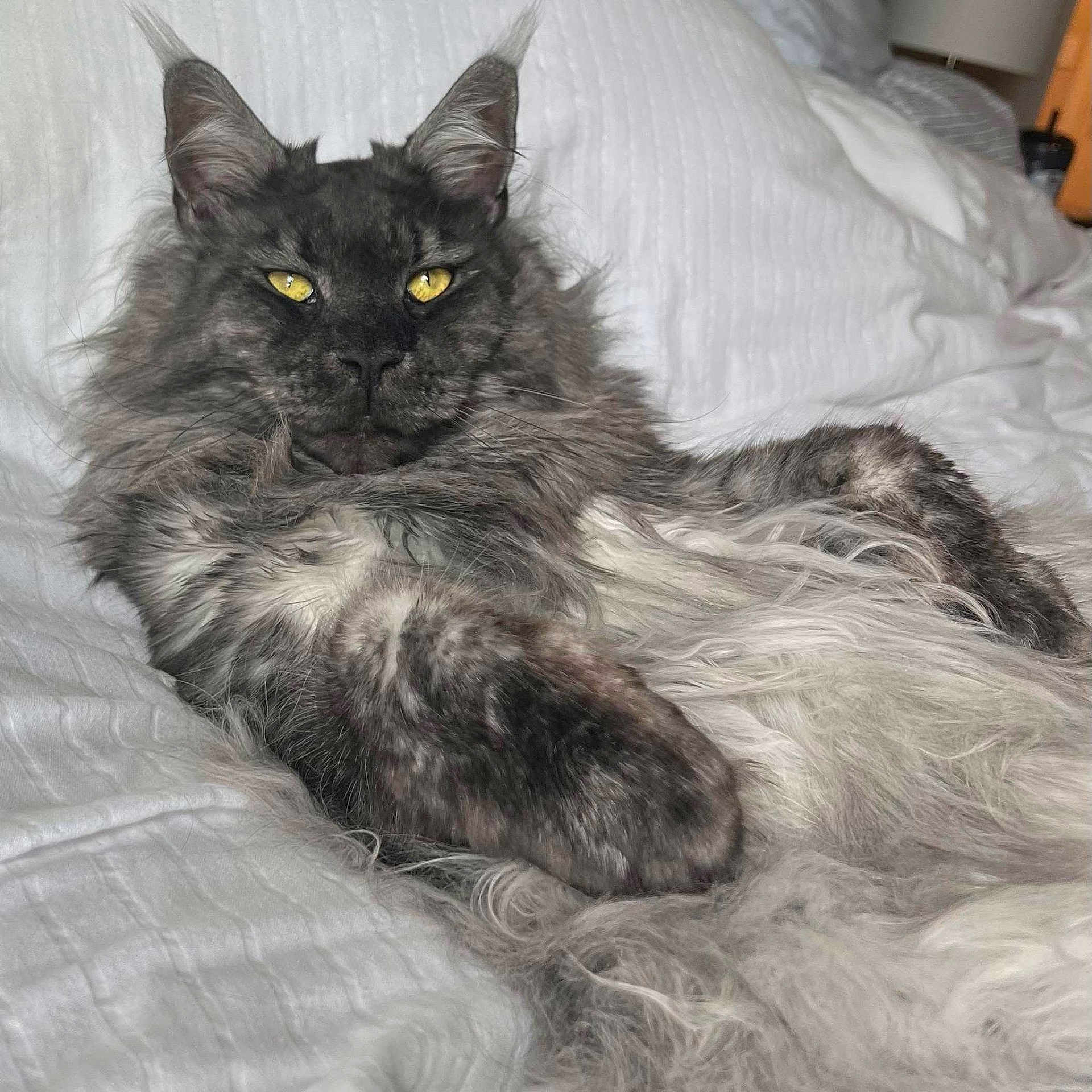 Zeus