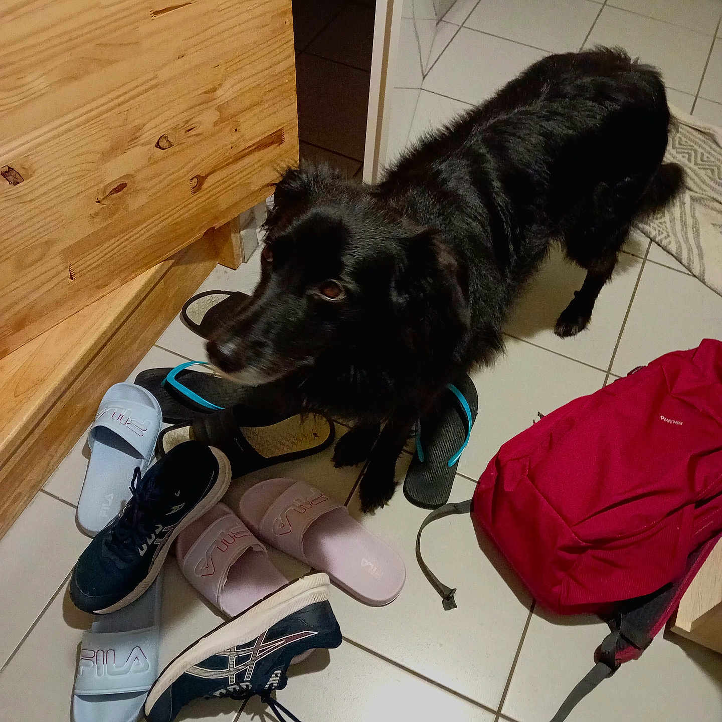 Oxa participe au concours pour gagner de l'argent avec cette photo : accessories, animal, bag, canine, clothing, dog, e_scooter, footwear, handbag, hardwood, machine, pet, runningshoe, sandal, screw, shoe, sneaker, transportation, vehicle, wood