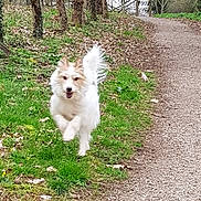 Snoopy a rejoint le concours — aidez-le/la à gagner de superbes lots ! dog, running, forest, path, grass, trees, outdoor, nature, happy, animal, fluffy, white, tail, canine, motion, daylight, leaves, trail, energetic, playful