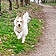 Snoopy