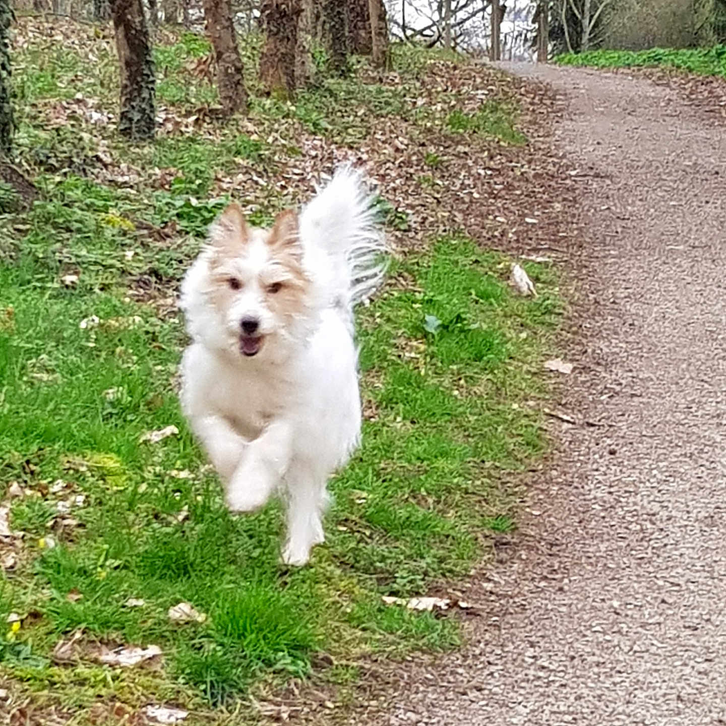Snoopy a rejoint le concours — aidez-le/la à gagner de superbes lots ! animal, canine, daylight, dog, energetic, fluffy, forest, grass, happy, leaves, motion, nature, outdoor, path, playful, running, tail, trail, trees, white