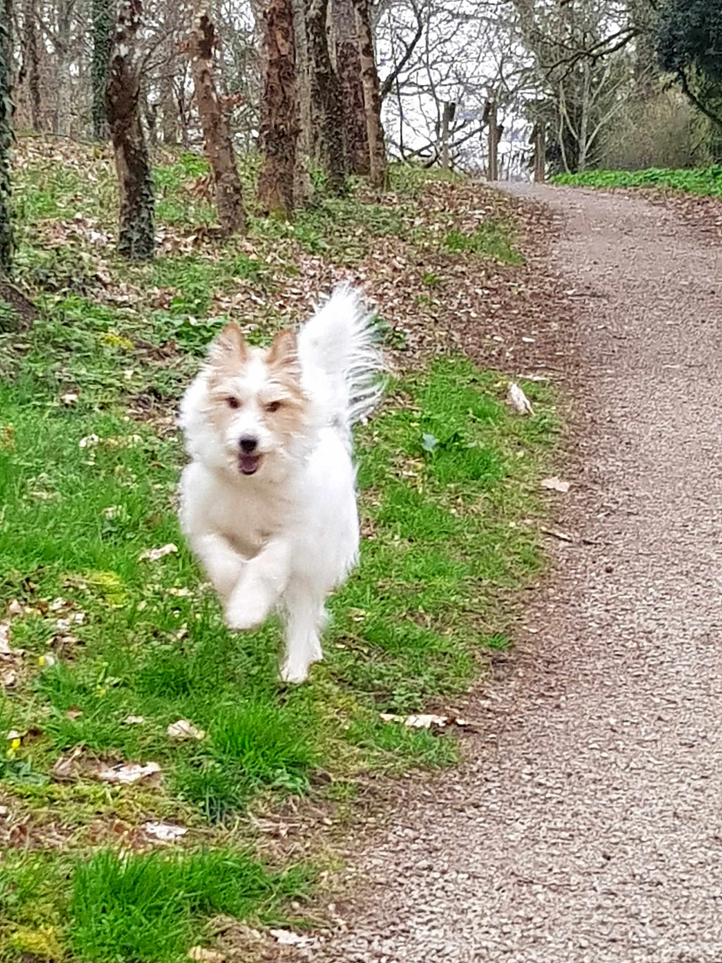 Snoopy a rejoint le concours — aidez-le/la à gagner de superbes lots ! dog, running, forest, path, grass, trees, outdoor, nature, happy, animal, fluffy, white, tail, canine, motion, daylight, leaves, trail, energetic, playful