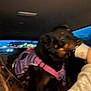 dog, black_dog, purple_harness, car_interior, drinking, cup, night, city_lights, window, person_hand, blurred, pet, animal, seat, vehicle, dark, indoor, canine, transportation, evening