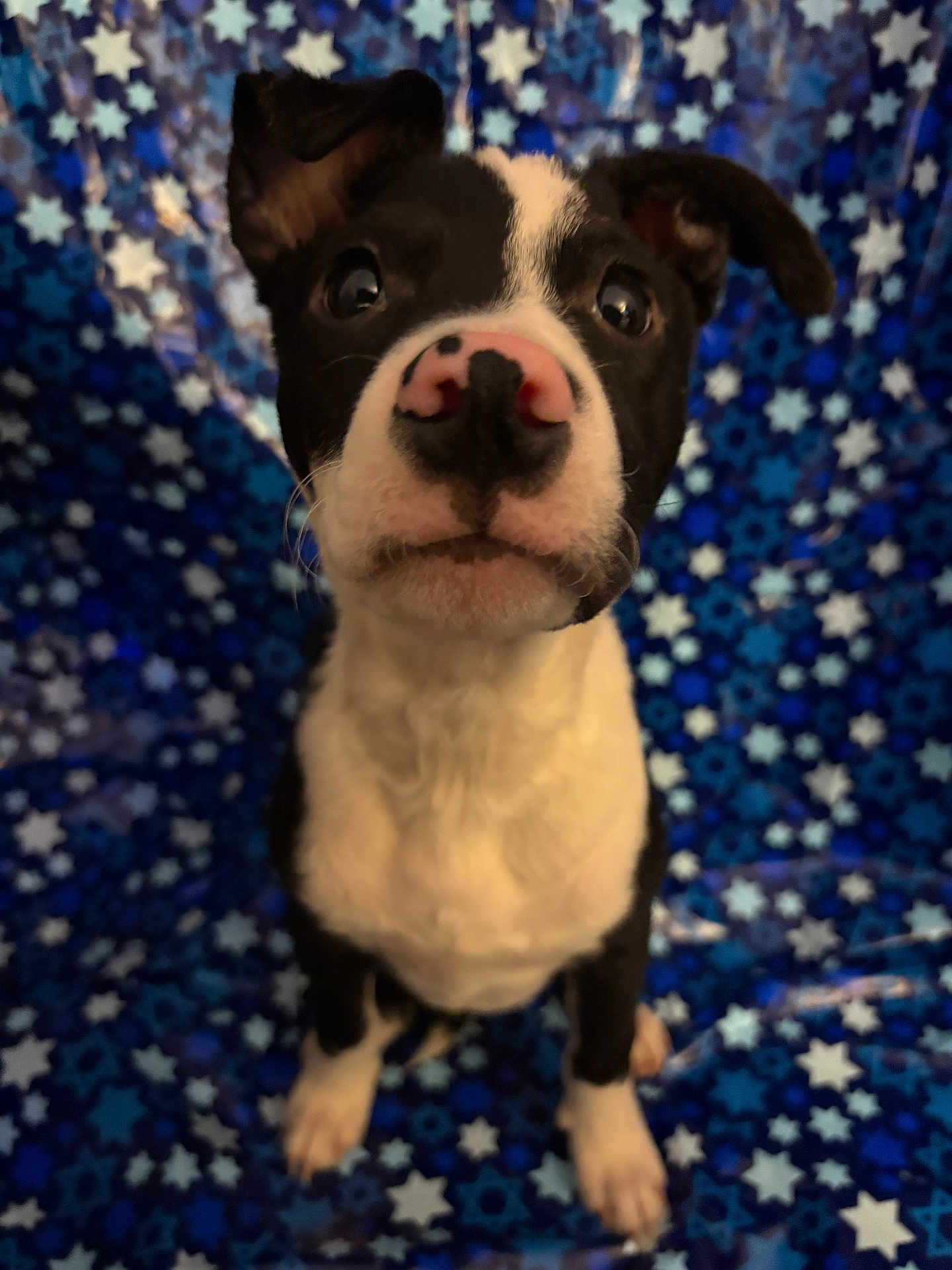 Oliver is registered to the contest to win money with this photo: puppy, dog, black_and_white, pink_nose, curious, wide_eyes, star_pattern, blue_background, sitting, pet, young_dog, indoor, close_up, cute, animal, fur, whiskers, ears, nose, portrait