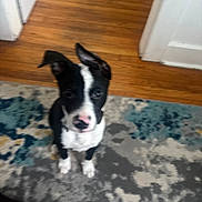 Oliver joined the competition — help win amazing prizes! animal, black_and_white, carpet, curious, cute, dog, domestic_animal, ears, floor, furniture, home, house, indoor, looking_up, pet, puppy, sitting, white_walls, wood_floor, young_dog