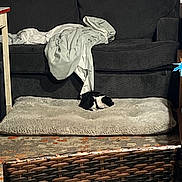 Oliver joined the competition — help win amazing prizes! cat, pet_bed, couch, blanket, indoor, rug, wicker_furniture, cozy, black_and_white, sleeping, small_animal, home, furniture, floor, resting, curled_up, domestic, comfortable, quiet, relaxation