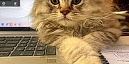 Furgus joined the competition — help win amazing prizes! brown, cat, closeup, computer, curious, desk, feline, fluffy, home, indoor, keyboard, kitten, laptop, notebook, paw, pet, study, tabby, technology, workspace