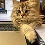 brown, cat, closeup, computer, curious, desk, feline, fluffy, home, indoor, keyboard, kitten, laptop, notebook, paw, pet, study, tabby, technology, workspace