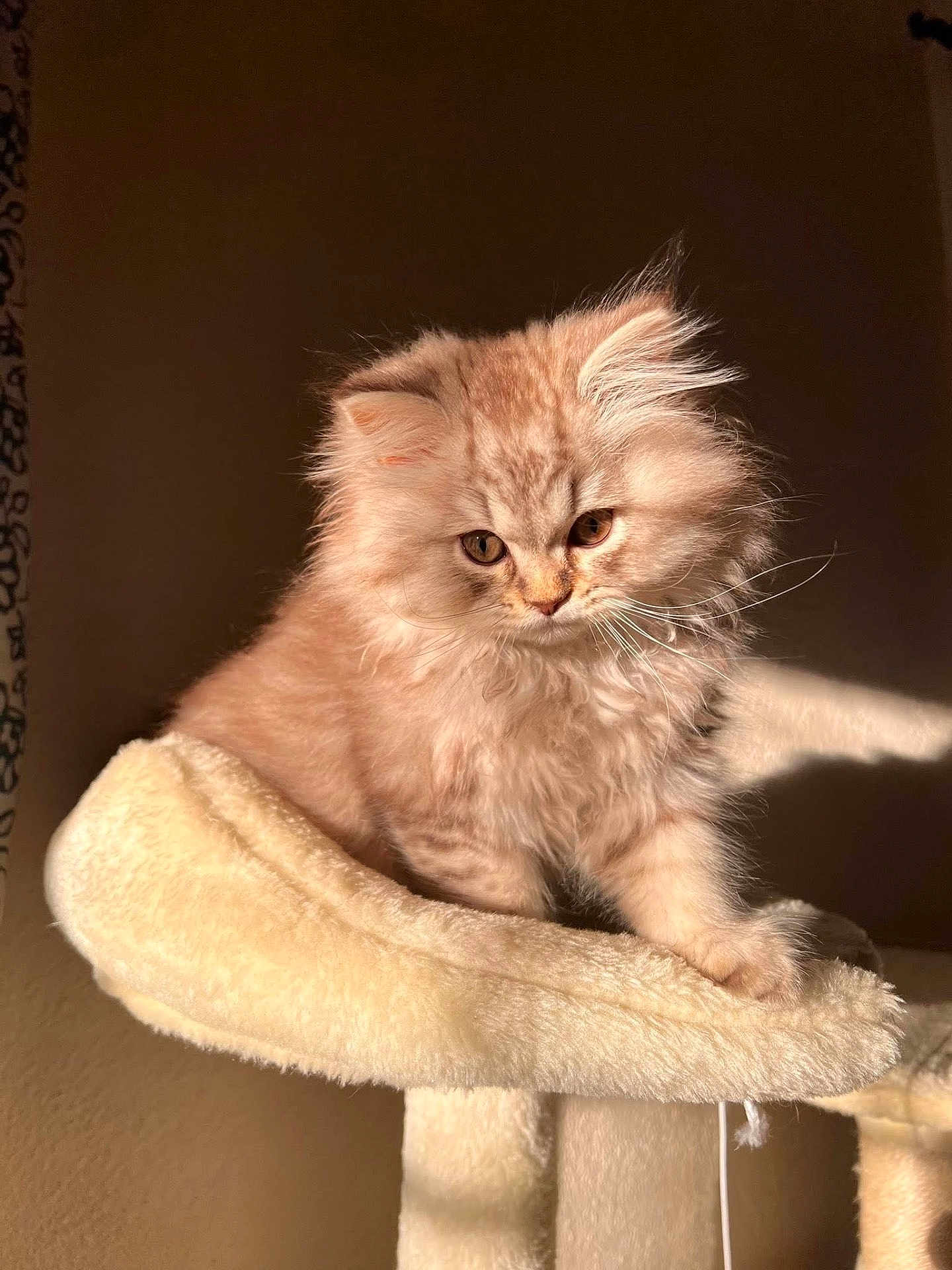 Furgus is registered to the contest to win money with this photo: animal, brown_background, cat, cat_tree, cream_color, curious, cute, domestic, feline, fluffy, fur, indoor, kitten, perched, pet, plush, soft, sunlight, whiskers, young