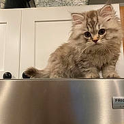 Furgus is registered to the contest to win money with this photo: animal, appliance, cat, curious, cute, domestic_cat, feline, fluffy, fur, household, indoor, kitten, metal_container, pet, portrait, refrigerator, whiskers, white_cabinet, wide_eyes, young