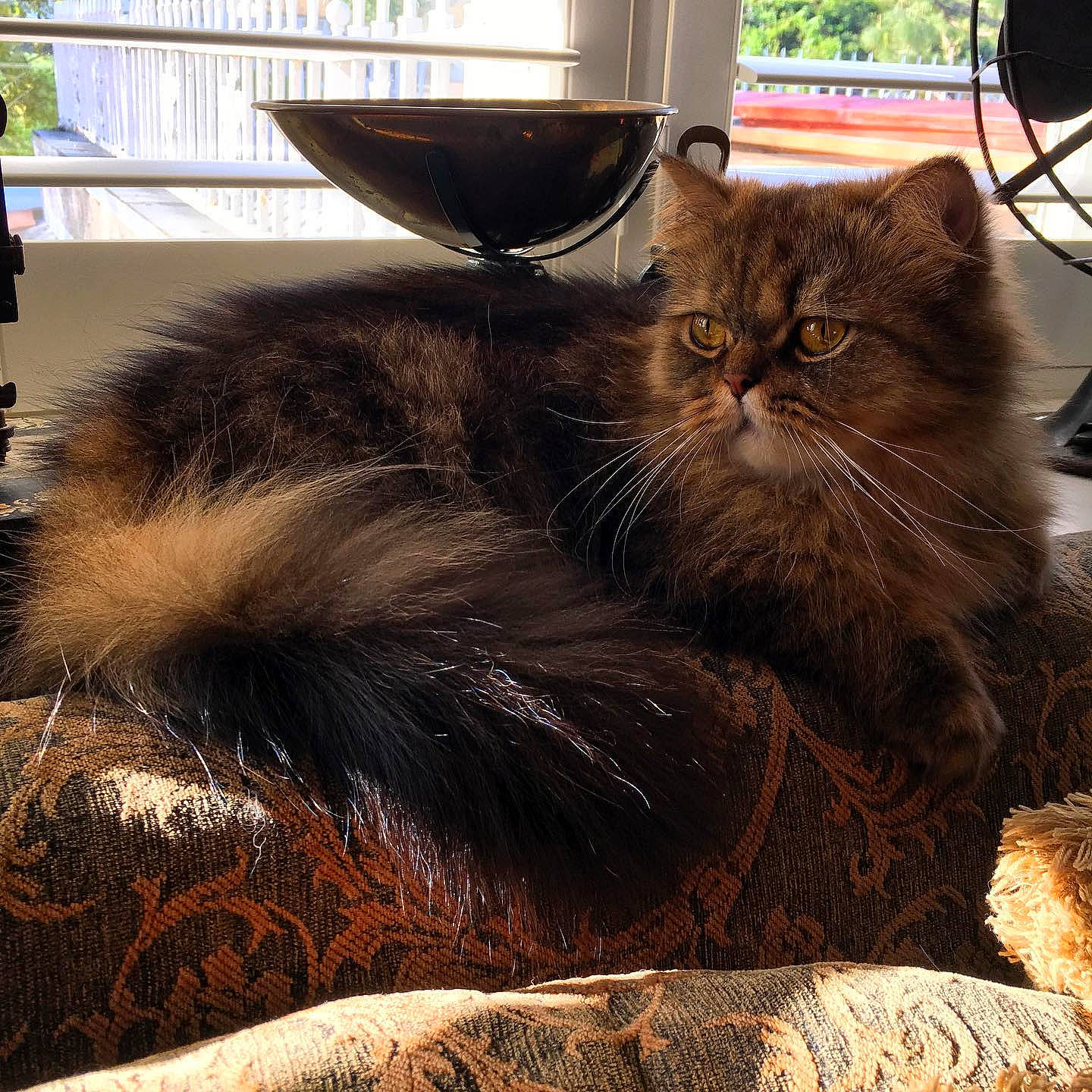 Merlin joined the competition — help win amazing prizes! black_cat, box, carnivore, cat, claw, comfort, domestic_short_haired_cat, eyewear, fawn, felidae, flowerpot, fur, metal, paw, small_to_medium_sized_cats, snout, square, tail, whiskers, window