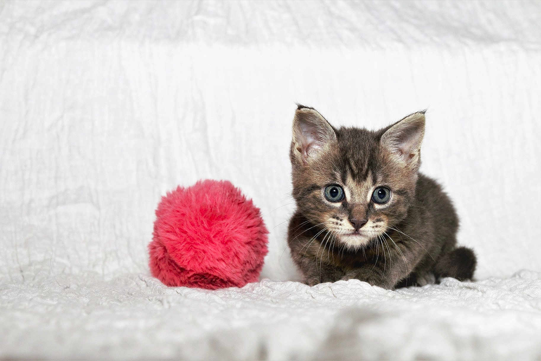 Oggy a rejoint le concours — aidez-le/la à gagner de superbes lots ! asian, carnivoran, cat, cat_like_mammal, domestic_short_haired_cat, fur, kitten, mammal, small_to_medium_sized_cats, whiskers