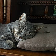 Mystère participe au concours pour gagner de l'argent avec cette photo : cat, cat_like_mammal, domestic_short_haired_cat, european_shorthair, fauna, fur, mammal, small_to_medium_sized_cats, snout, tabby_cat, whiskers, window