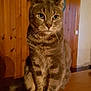 Mystère a rejoint le concours — aidez-le/la à gagner de superbes lots ! asian, british_shorthair, california_spangled, carnivoran, cat, cat_like_mammal, chartreux, domestic_short_haired_cat, dragon_li, european_shorthair, fauna, fur, kitten, mammal, ocicat, pixie_bob, small_to_medium_sized_cats, snout, tabby_cat, whiskers