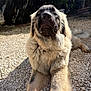 Ajax participe au concours pour gagner de l'argent avec cette photo : dog, big_dog, fluffy, mammal, pet, outdoor, gravel, face, nose, furry, lying, relaxed, portrait, sunlight, shadow, paws, close_up, yard, cute, canine