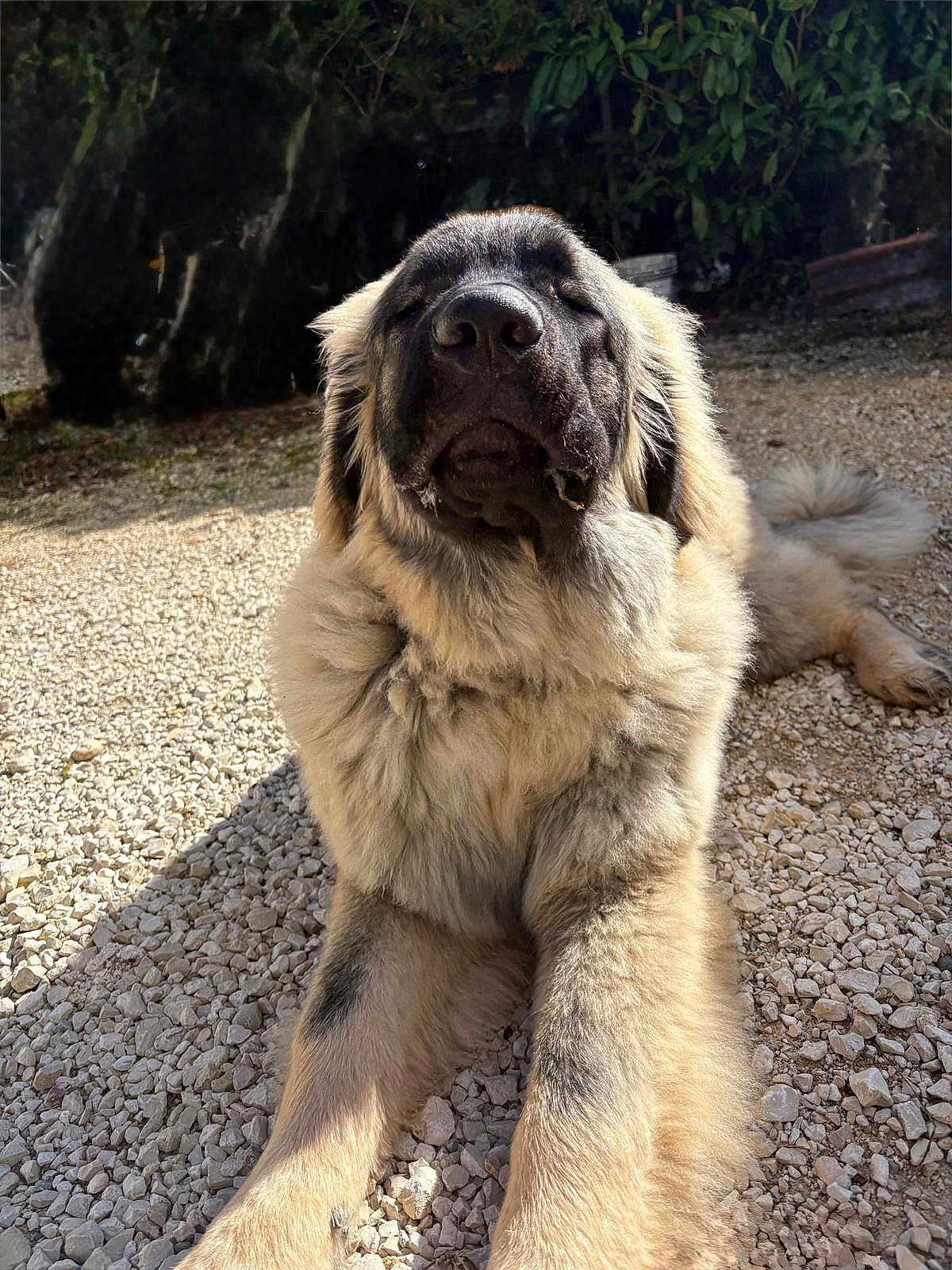 Ajax participe au concours pour gagner de l'argent avec cette photo : dog, big_dog, fluffy, mammal, pet, outdoor, gravel, face, nose, furry, lying, relaxed, portrait, sunlight, shadow, paws, close_up, yard, cute, canine