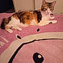 animal, blanket, calico_cat, cat, cozy, cute, domestic_animal, feline, floor, fur, home, indoor, laying_down, mammal, pet, pink, relaxed, resting, soft, wall