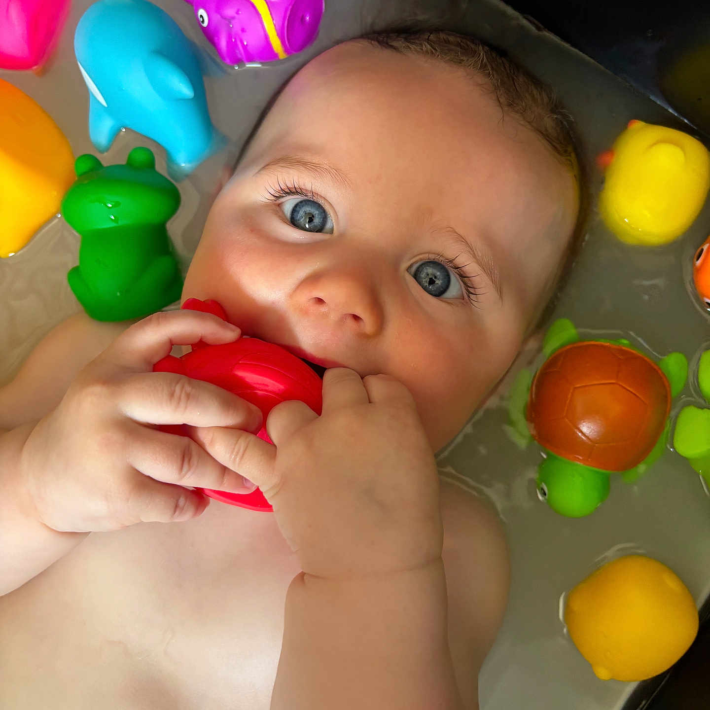 Marius a rejoint le concours — aidez-le/la à gagner de superbes lots ! baby, bath, blue_eyes, chewing, child, closeup, colorful, cute, expression, face, floating, hand, indoors, infant, playful, rubber_toy, skin, smiling, toy, water