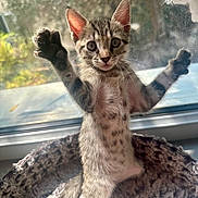 Adès participe au concours pour gagner de l'argent avec cette photo : kitten, cat, pet, animal, feline, cute, raising_paws, window, sunlight, bed, fur, whiskers, playful, indoor, young, tabby, spots, ears, tongue, cozy