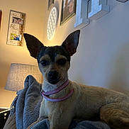 Genny is registered to the contest to win money with this photo: animal, blanket, collar, cozy, cute, dog, ears, furniture, home, indoor, lamp, living_room, pet, picture_frames, portrait, relaxing, resting, small_dog, wall_art, warm_lighting