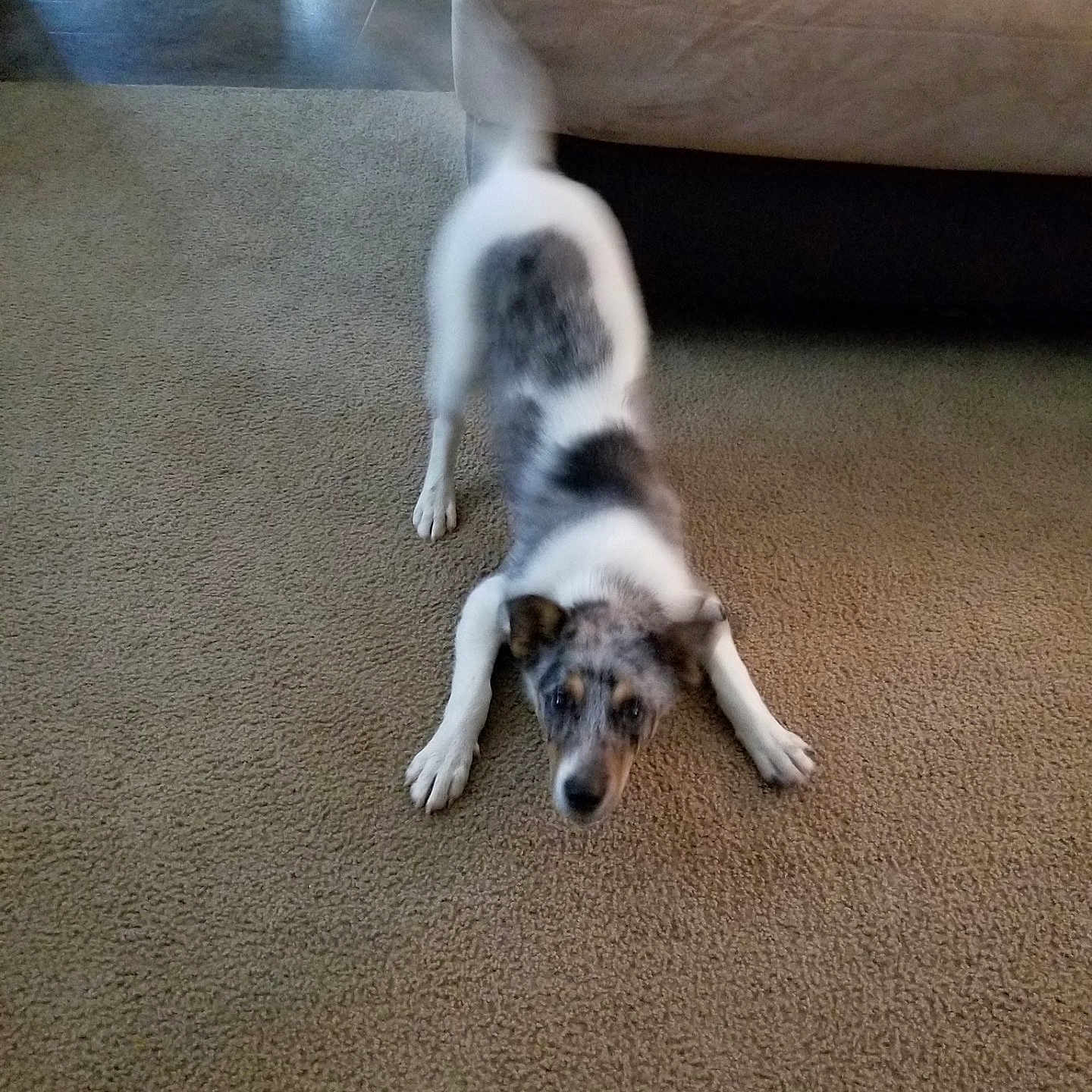 Fin Diesel is registered to the contest to win money with this photo: animal, architecture, ball, building, canine, cockerspaniel, couch, dog, furniture, homedecor, hound, husky, indoors, livingroom, pet, puppy, room, sport, tennis, tennisball