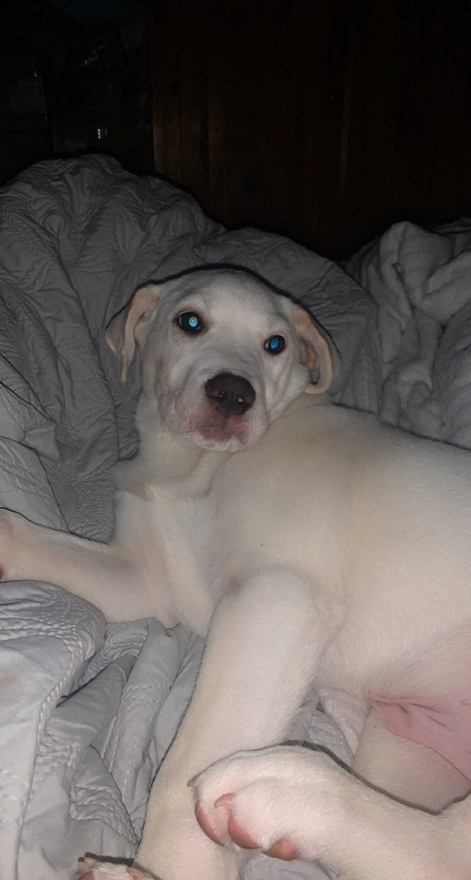 Whiskey joined the competition — help win amazing prizes! canidae, carnivore, chest, comfort, companion_dog, dog, dog_breed, fawn, flesh, fur, gesture, jaw, retriever, sitting, snout, sporting_group, trunk, whiskers, working_animal, wrinkle