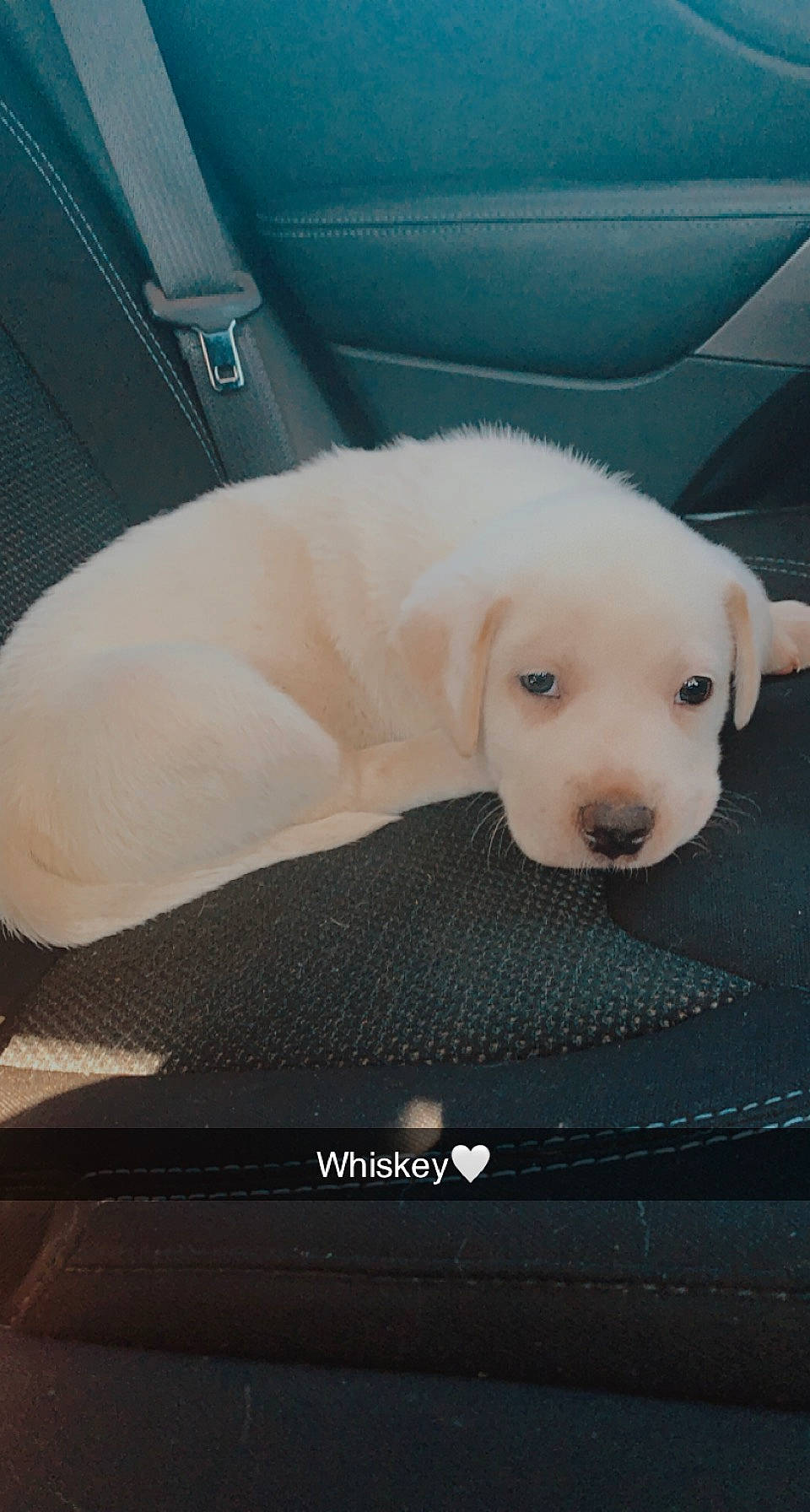 Whiskey joined the competition — help win amazing prizes! automotive_exterior, canidae, carnivore, comfort, companion_dog, dog, dog_breed, flooring, fur, luxury_vehicle, metal, non_sporting_group, snout, sporting_group, tail, terrestrial_animal, window, working_animal