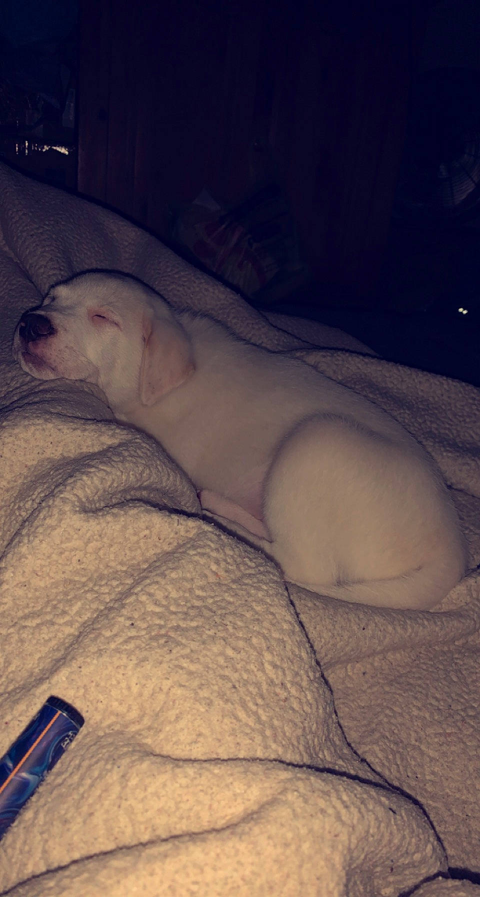 Whiskey is registered to the contest to win money with this photo: carnivore, cloud, comfort, companion_dog, dog_breed, felidae, fur, ice_cap, marine_mammal, nap, sky, sleep, snout, snow, sporting_group, tail, terrestrial_animal, whiskers, wildlife, winter