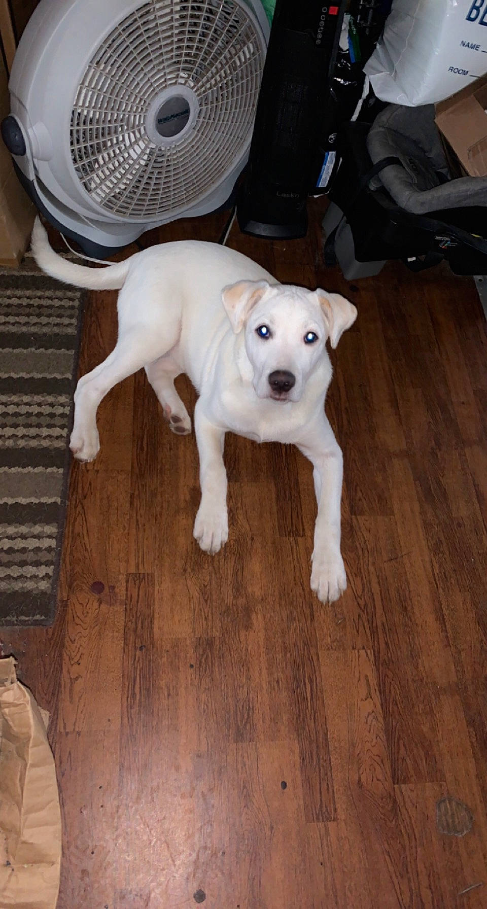 Whiskey is registered to the contest to win money with this photo: carnivore, circle, companion_dog, dog, dog_breed, fawn, floor, flooring, hardwood, laminate_flooring, mechanical_fan, plank, snout, sporting_group, tail, varnish, wood, wood_flooring, wood_stain, working_animal