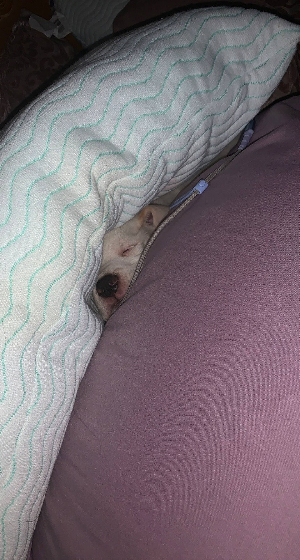 Whiskey is registered to the contest to win money with this photo: abdomen, bedding, comfort, couch, human_leg, knee, linens, pattern, room, sleeve, thigh, wing, wood