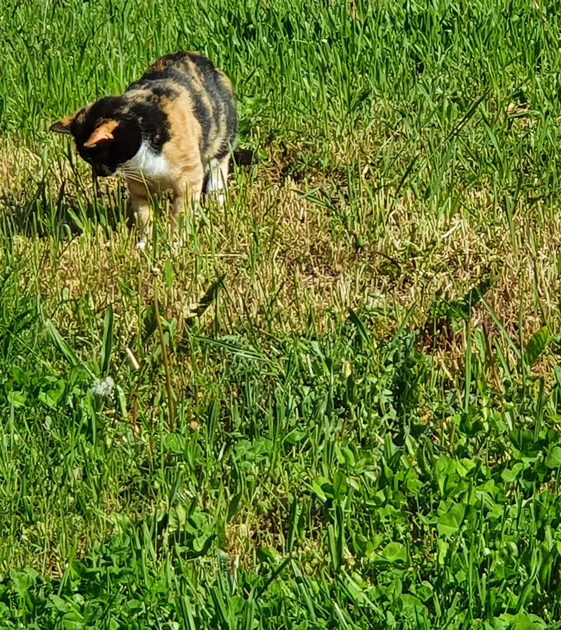 Hemmy a rejoint le concours — aidez-le/la à gagner de superbes lots ! _geese_and_swans, beak, bird, canidae, dog_breed, ducks, felidae, fur, grass, grass_family, grassland, groundcover, lawn, meadow, people_in_nature, plant, prairie, tail, terrestrial_animal, water_bird