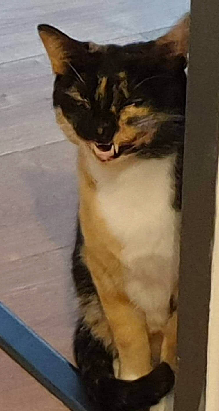 Hemmy a rejoint le concours — aidez-le/la à gagner de superbes lots ! art, carnivore, cat, claw, domestic_short_haired_cat, door, eye, felidae, fur, paw, plant, small_to_medium_sized_cats, snout, tail, terrestrial_animal, tree, whiskers, wildlife, window, wood