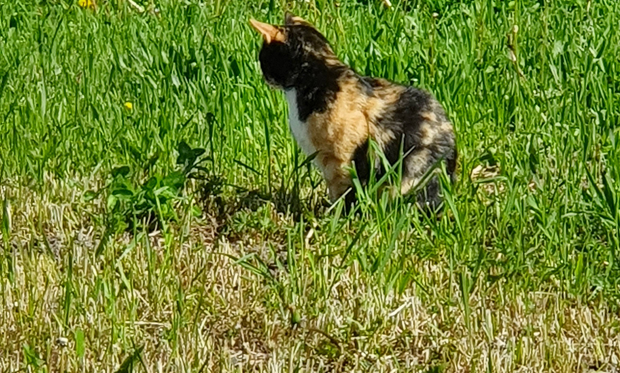 Hemmy participe au concours pour gagner de l'argent avec cette photo : canidae, carnivore, cat, dog_breed, domestic_short_haired_cat, felidae, fur, grass, grassland, groundcover, herbaceous_plant, natural_landscape, pasture, plant, prairie, small_to_medium_sized_cats, sporting_group, tail, terrestrial_animal, whiskers