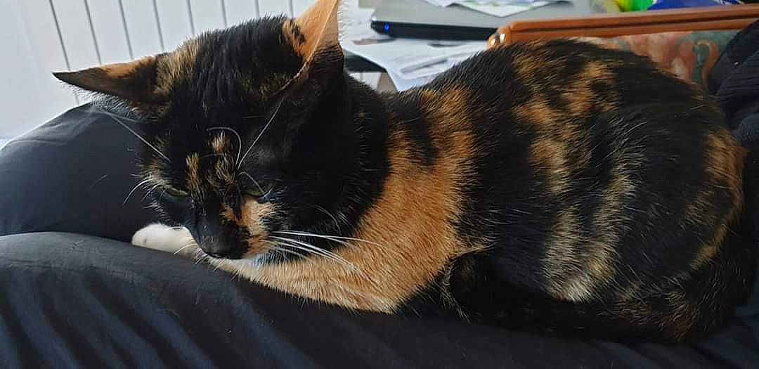 Hemmy participe au concours pour gagner de l'argent avec cette photo : carnivore, cat, claw, comfort, domestic_short_haired_cat, ear, eye, felidae, fur, hair, nap, paw, sitting, sleep, small_to_medium_sized_cats, snout, tail, terrestrial_animal, whiskers