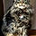 Jasper