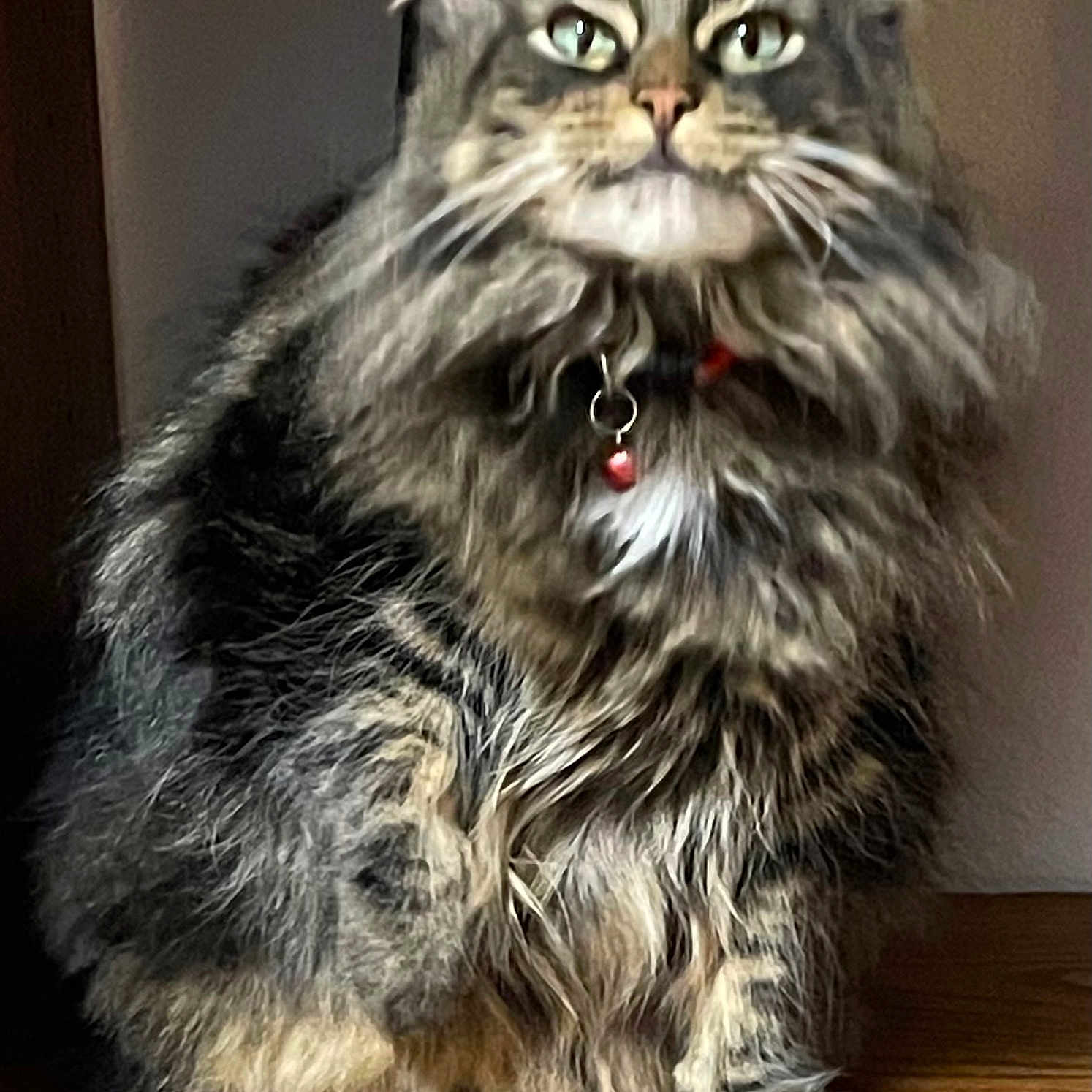 Jasper joined the competition — help win amazing prizes! cat, long_hair, fluffy, tabby, gray_fur, white_fur, green_eyes, whiskers, collar, bell, sitting, portrait, indoors, wooden_floor, wall, pet, animal, front_facing, alert, adorable
