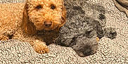 Arlo And Bear is registered to the contest to win money with this photo: dog, two_dogs, curly_fur, poodle_type, brown_dog, gray_dog, bed, blanket, sherpa_blanket, cozy, resting, sleeping, snuggling, pet, indoor, canine, paw, nose, headboard, furniture