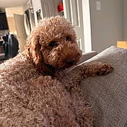 Arlo And Bear is registered to the contest to win money with this photo: brown_fur, close_up, companion, couch, cozy, curly_fur, dog, doodle, fluffy, home_interior, indoors, living_room, nose, paw, pet, poodle, portrait, relaxed, sofa, whiskers