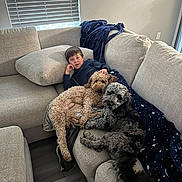 Arlo And Bear is registered to the contest to win money with this photo: boy, child, two_dogs, small_dog, curly_fur, couch, sofa, blanket, navy_blanket, living_room, window_blinds, pillow, hardwood_floor, cozy, pet, family, indoor, relaxed, playful, sitting