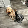 dog, dogs, poodle, doodle, curly_fur, gray_fur, beige_fur, pair, two_dogs, sitting, looking_up, collar, pet, indoor, hardwood_floor, home_interior, eyes, paws, portrait, cute