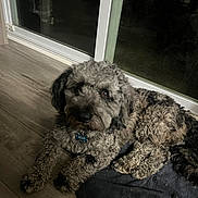 Bear is registered to the contest to win money with this photo: dog, pet, curly_fur, collar, id_tag, indoor, wood_floor, sliding_door, window, night, low_light, brown_and_black, paw, face, eyes, nose, blanket, mat, relaxed, looking_up