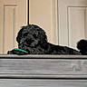 black_dog, closeup, cozy, curly_fur, dog, door, face, furniture, green_toy, home_interior, indoor, landing, paw, pet, resting, shadow, sleepy, stairs, tail, wooden_surface